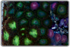 Dual Green and Gold Zoanthids